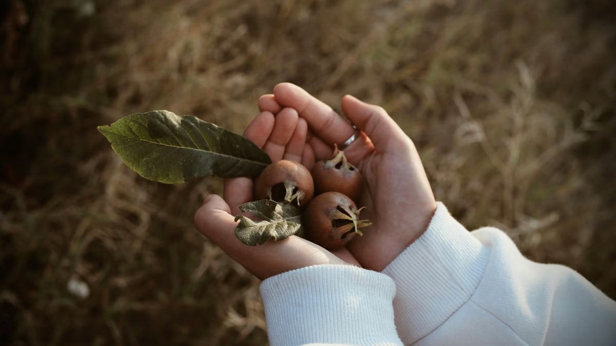 Close-up of hands gently holding ripe medlar fruits with leaves, symbolizing autumn harvest.
